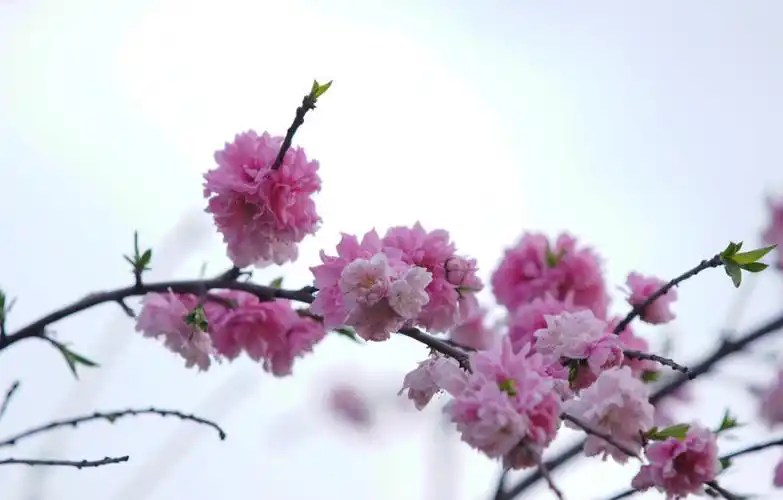 什么是桃花运?什么是桃花劫?其实很简单