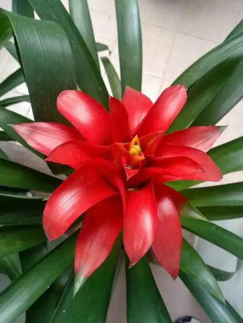 鸿运当头又叫凤梨花,寓意着好运连连,发大财.