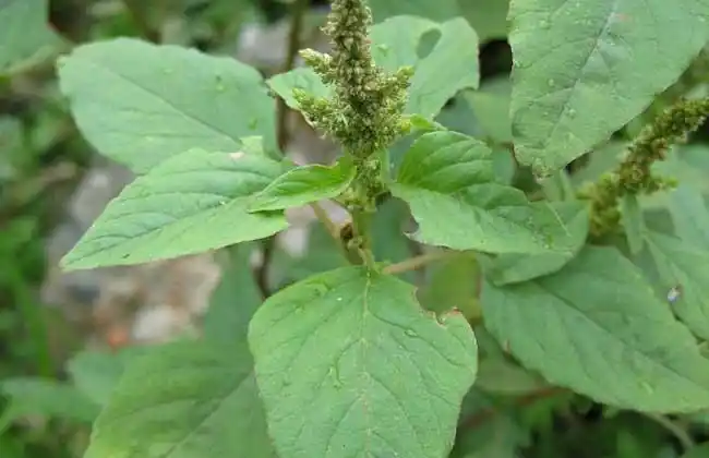 野苋菜孕妇能吃吗