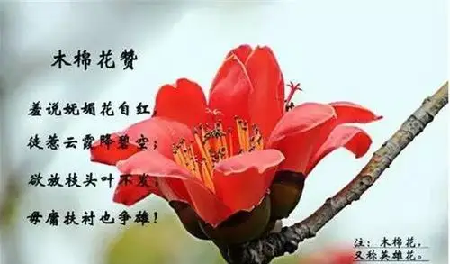 铿锵木棉花行业英雄树黛柏睿家具张钰枋董事长