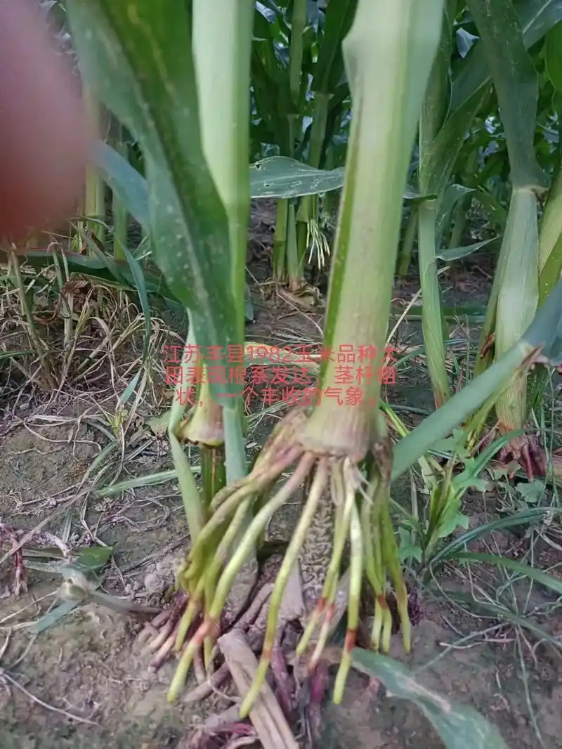 高产玉米种子 #科学选种助农增收 #矮杆大棒玉米种 #抖音 - 抖音