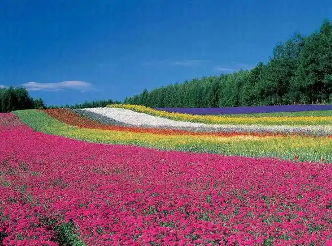 中国最浪漫的十大花海你去过几个