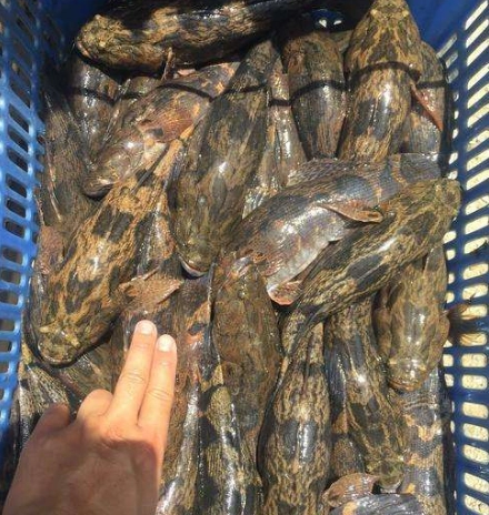 但是也要提醒大家,养殖有风险,大家不要看到笋壳鱼的价格高,养殖的