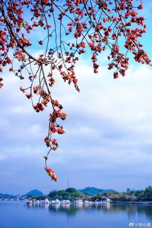 英雄城里寻英雄花##一朵花一座城##英雄花开英雄城