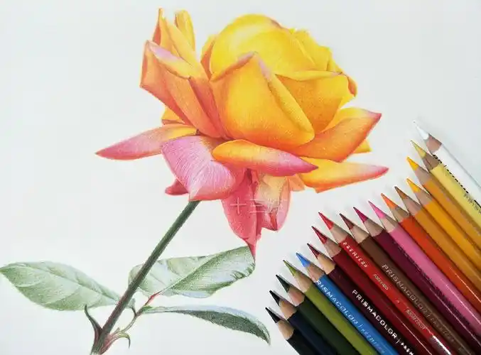 彩铅画金灿灿的黄月季
