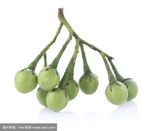 白色背景上的托鲁巴姆