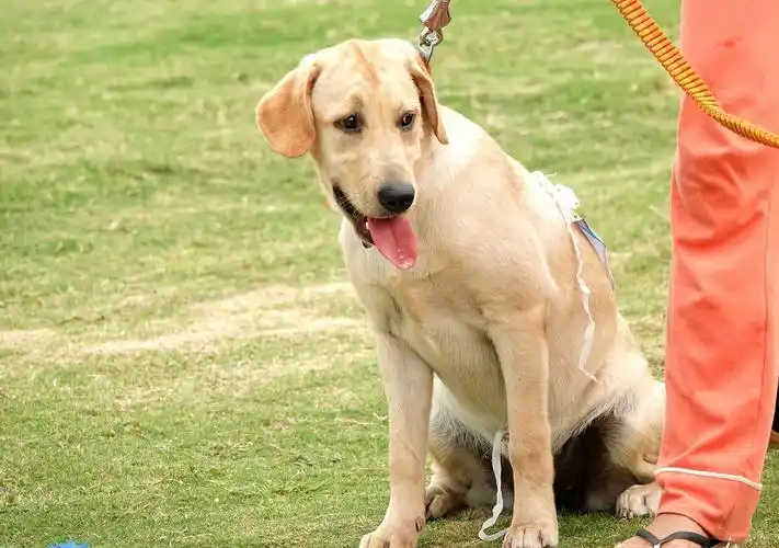 【宠物狗狗运动会】