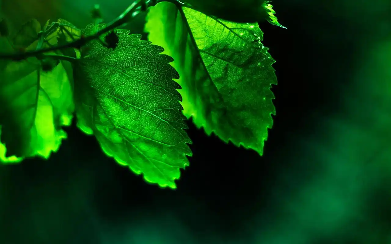 小清新养眼绿色植物护眼桌面壁纸高清