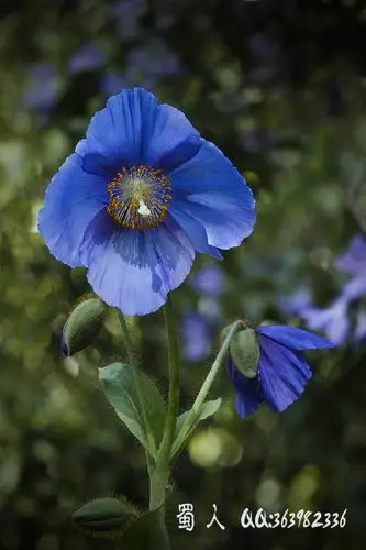 蓝罂粟
