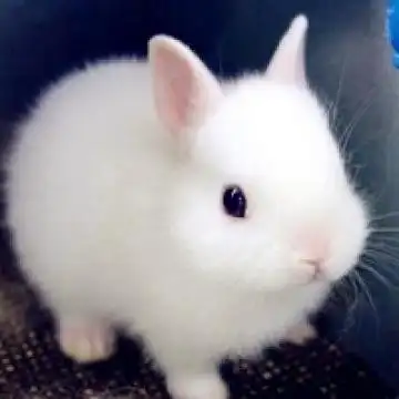 花式卖萌的小兔子,动物头像图片-回车桌面