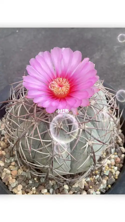 仙人球开花园地平丸开花你喜欢这个大刺头吗