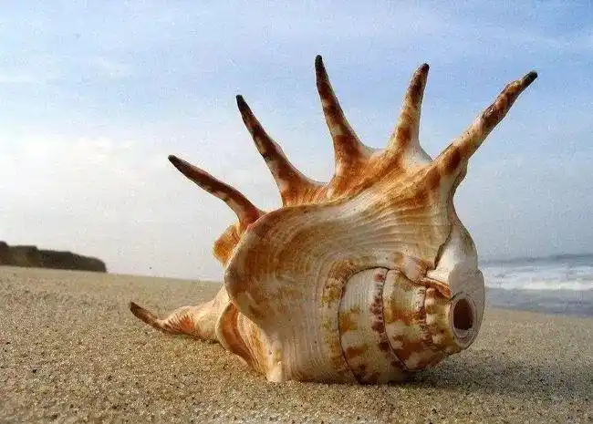 真相来了贝壳里为什么会有海洋的声音贝壳共振了解一下