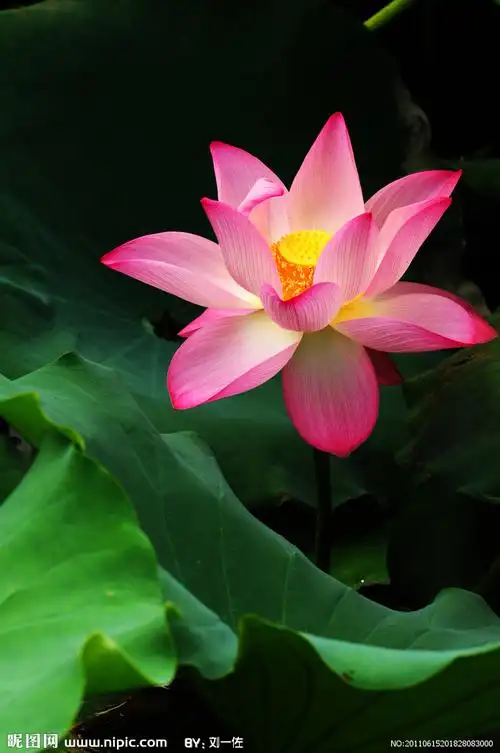 【引用】图文《一朵莲》视频教程