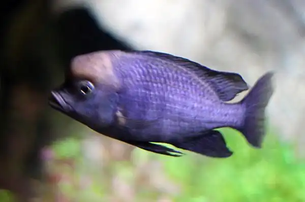 蓝茉莉 - 三湖慈鲷 - cta南美水族