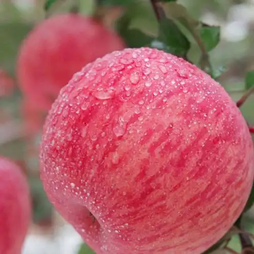 栖霞苹果图片_栖霞苹果大全/细节图 - 搜好货网海量高清精选图片