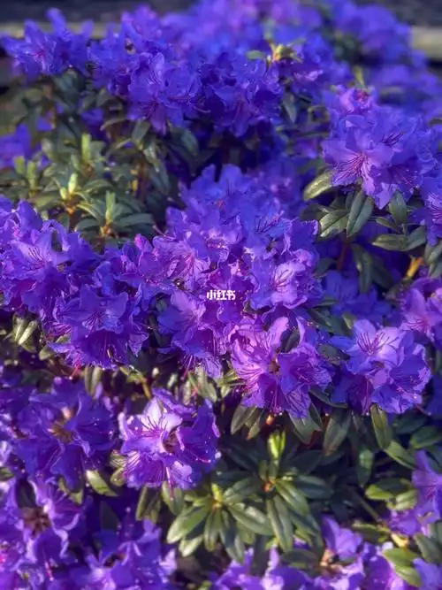 梦幻蓝紫色的杜鹃花