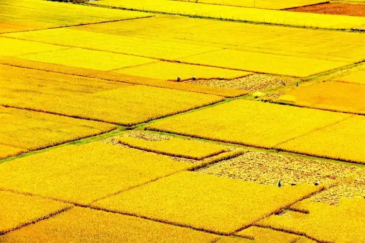 丘北八道哨:稻谷丰收美如画_高清大图_图片频道_云南网