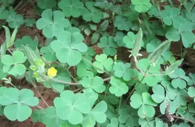 农村1种野草味道酸酸的有很好的止痛作用嚼嘴里不晕车