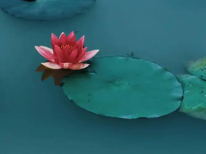 【p40pro】一念一清净,心是莲花开