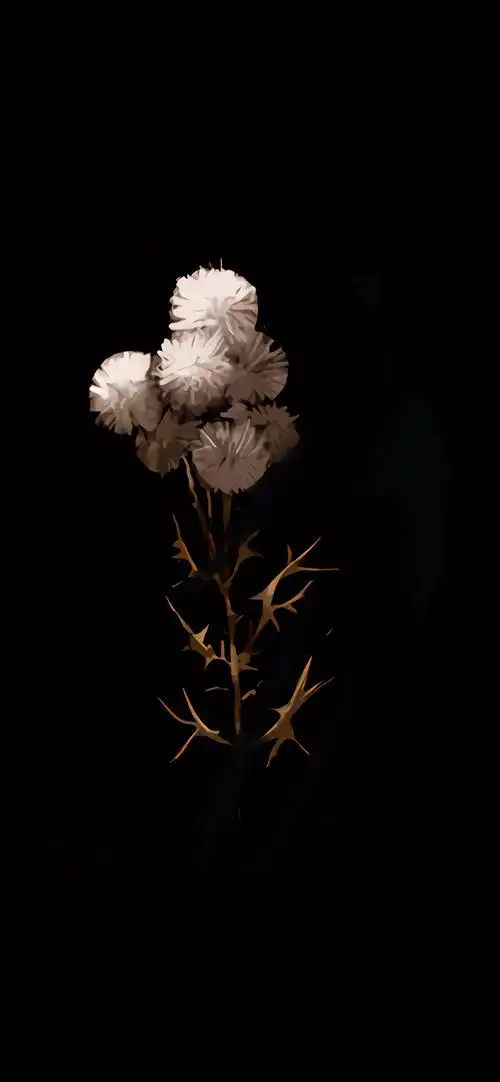 黑色背景植物插画高清手机壁纸