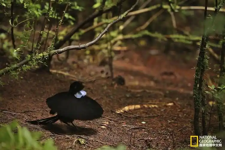 一只雄性瓦氏六线风鸟在表演求偶行为.