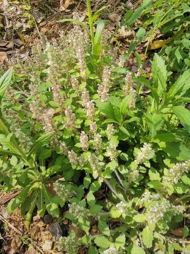 大自然的馈赠 白毛夏枯草##野生草药  - 抖音