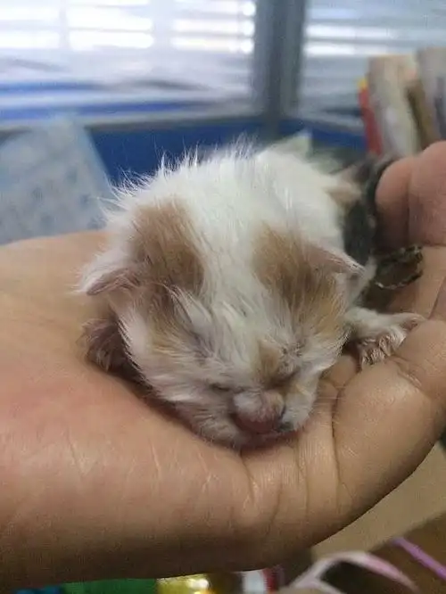 刚出生1天的奶猫等救命
