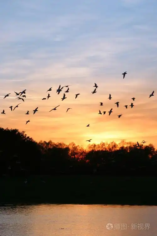 晚霞的天空飞的鸟