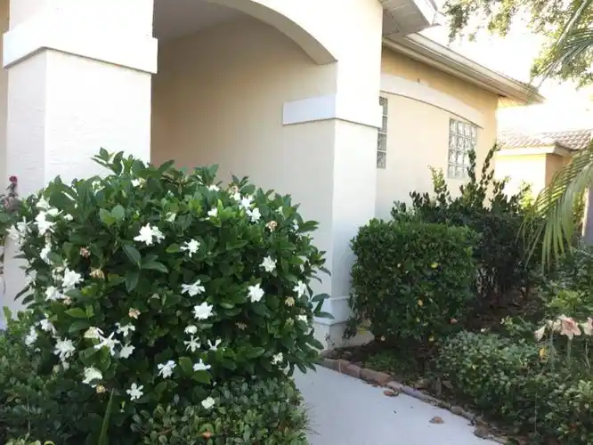 又是栀子花放香时