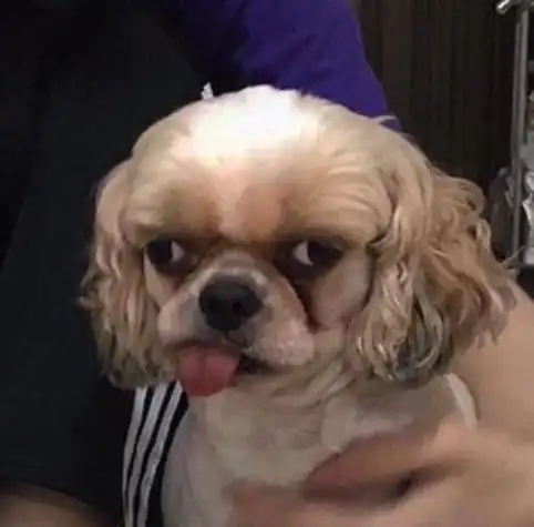 搞怪头像weibo:头像巨丑