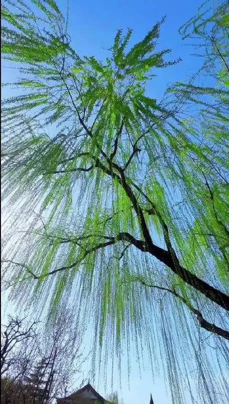 春风吹绿了柳树就像少女的长发