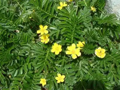 翻白草的功效与作用翻白草图片