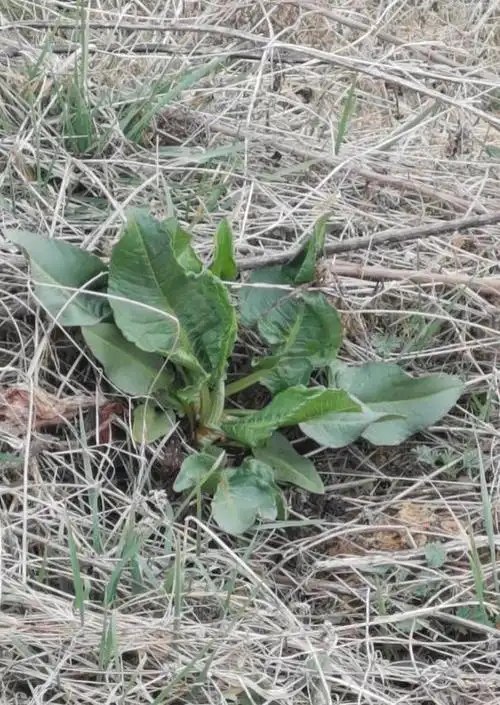 神农尝百草,一日,昔有神农尝百草,今有我们春天识百草,一花一世界一草