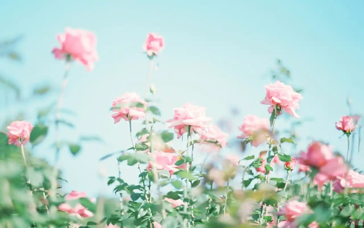 唯美花卉高清桌面壁纸