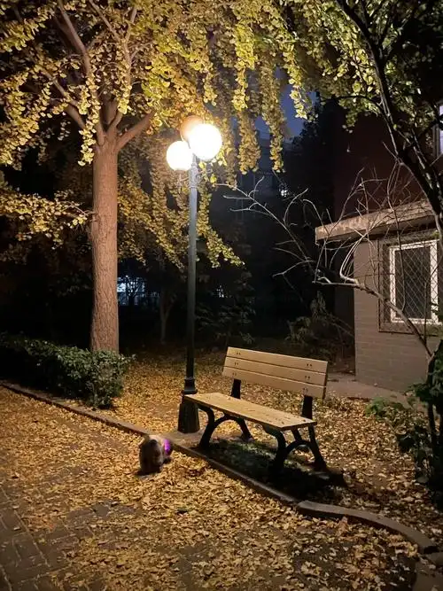 院子落叶跟我的思念厚厚一叠