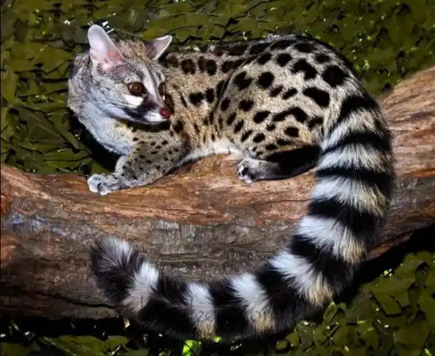 湖南南山国家公园:国家二级保护动物斑林狸频繁出镜_社会_邵阳站_红网