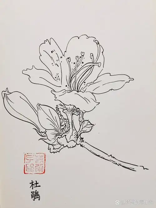 每日一画 | 杜鹃花手绘 | 针管笔画 | 白描