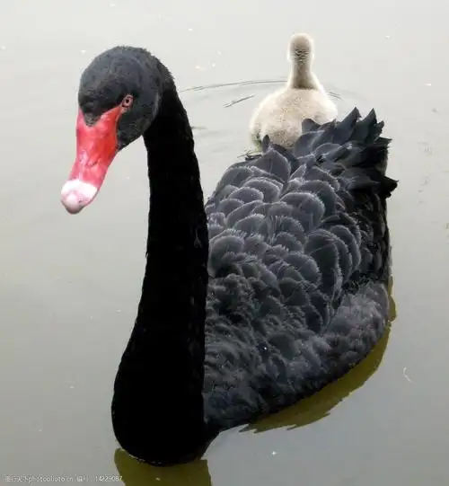 黑天鹅图片