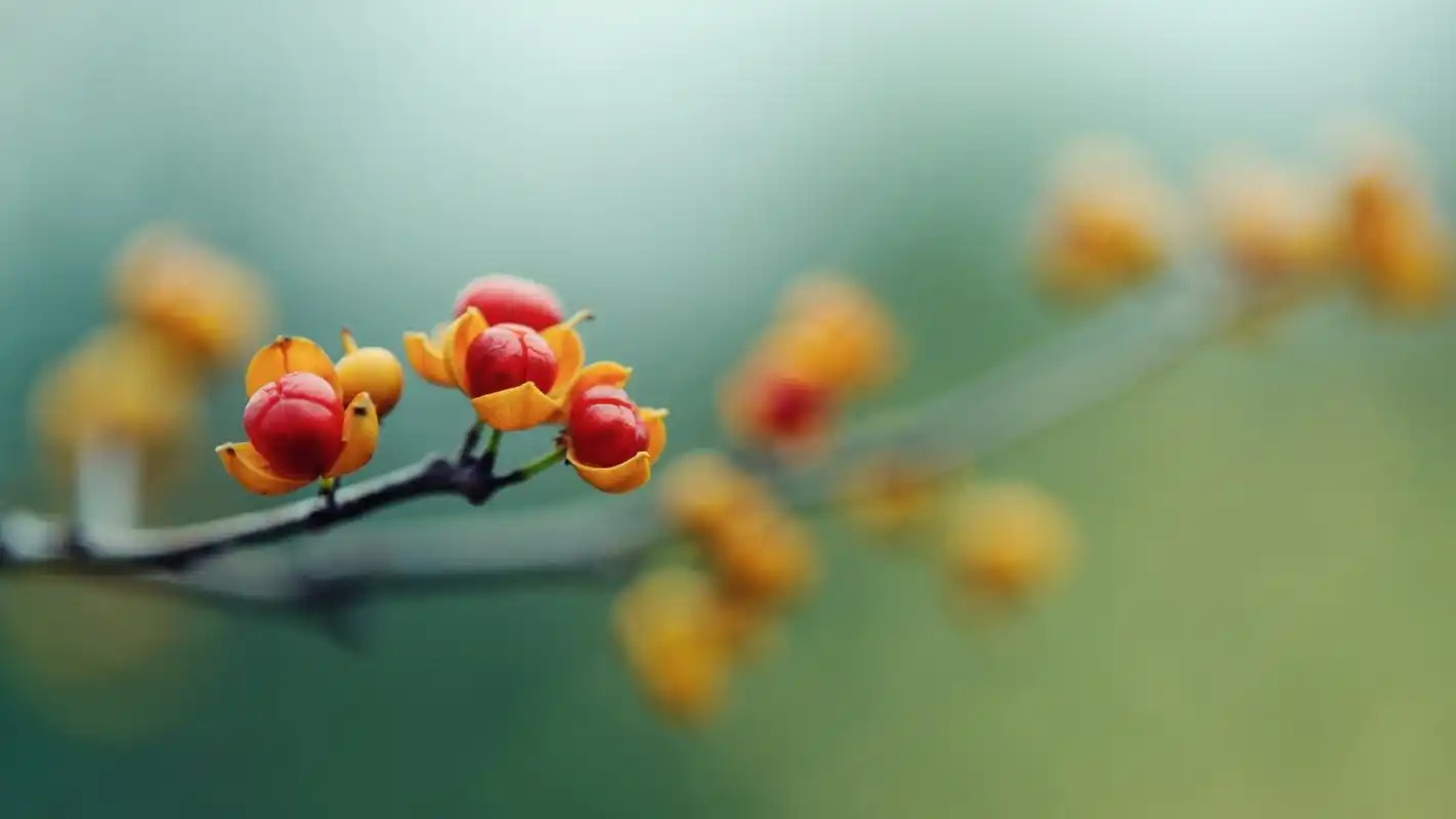 小清新植物微距摄影高清宽屏桌面壁纸
