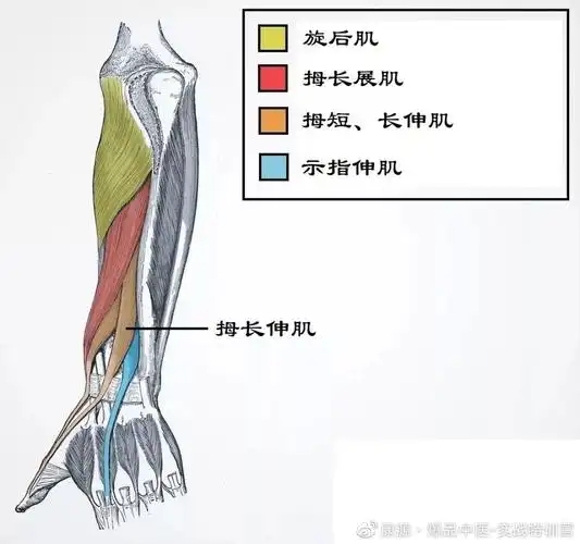 37张前臂局部解剖高清图解收藏必备