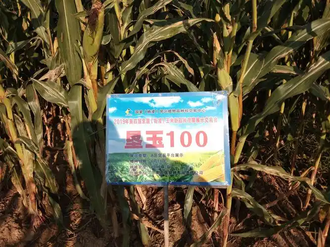 临潼区农林局种子管理站参加西安市种子管理站组织的玉米新品种展示