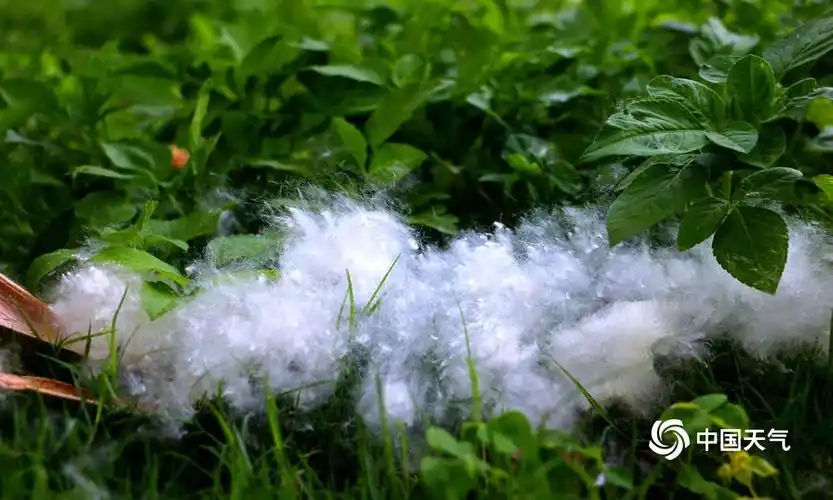 贵港:木棉花絮轻风中旋舞