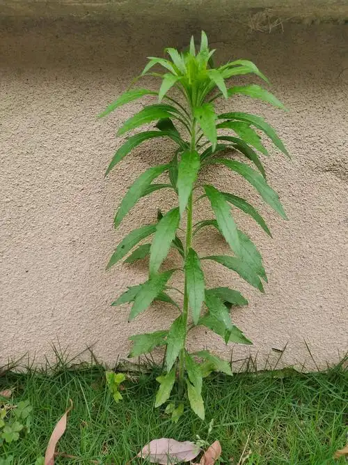 加拿大飞蓬(加拿大飞蓬纯露)
