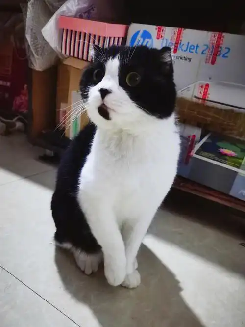 应该是楼盘开业,放了很久的92,怕它害怕,就想捂住他的耳朵,但是它蹭