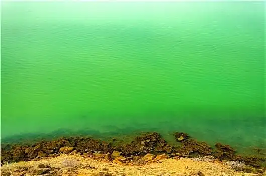 绿海,水