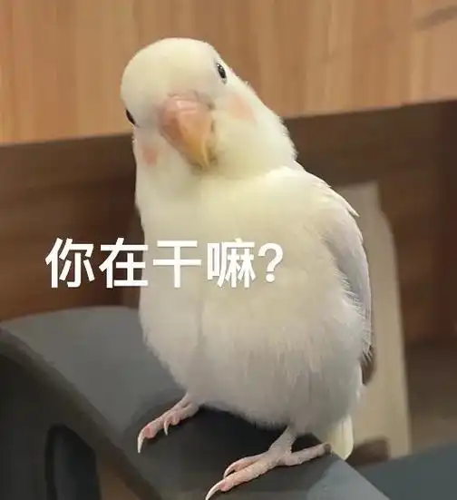 看看你家的小鸡.#牡丹鹦鹉 #鹦鹉表情包 #鹦鹉鹦鹉萌萌哒逗 - 抖音