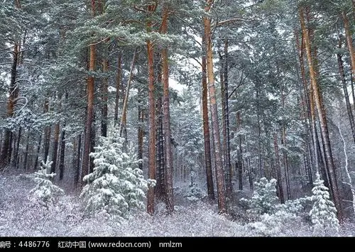 松林雪景高清图片下载_红动中国