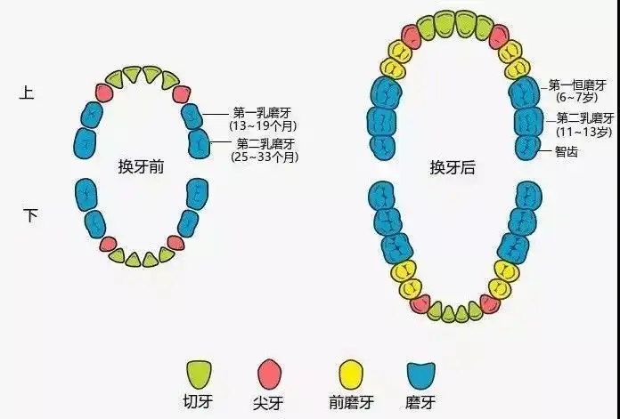 6~9岁,4颗第一恒磨牙;3~4岁,8颗乳磨牙;最适合做窝沟封闭的年龄窝沟