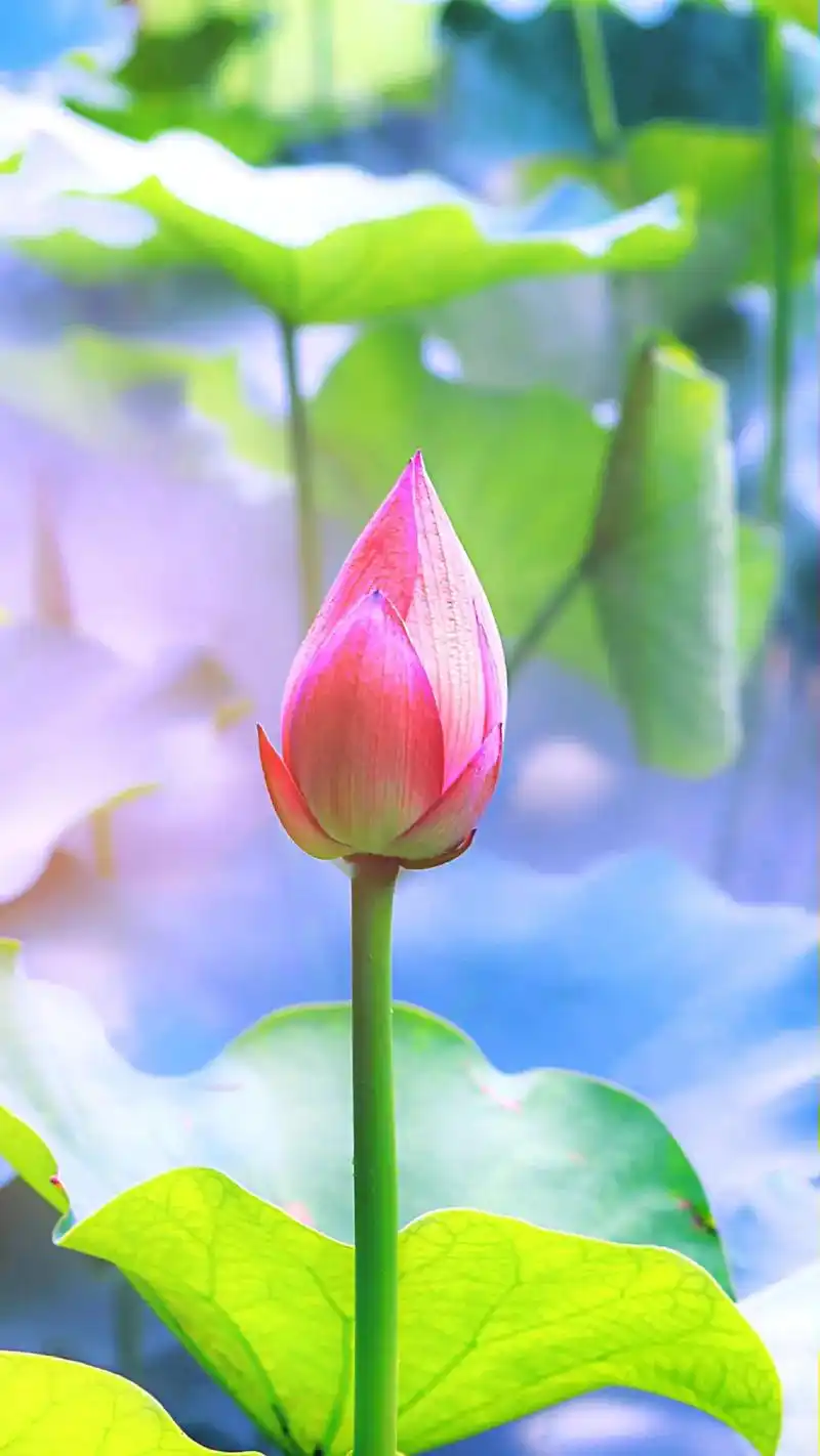 如果你最近情绪低落,不妨试试莲花壁纸,愿此生如莲,静心素雅, - 抖音