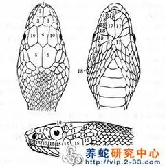 冬眠的蛇简笔画 冬眠的蛇简笔画步骤